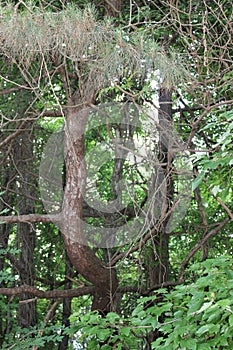 Nature weird tree natural light natural light