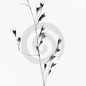 Nature on white background