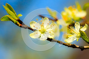 Nature. White blossoms on the branch of apple tree