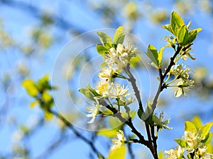 Nature. White blossoms on the branch of apple tree