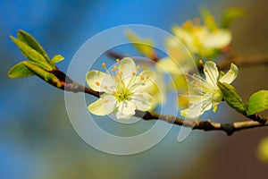 Nature. White blossoms on the branch of apple tree