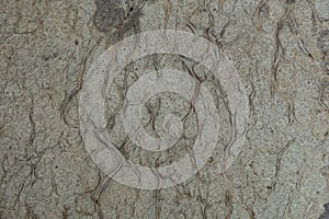 Nature white burl wood background texture