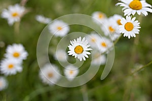 Nature. White daisy blooms with selective focus on the field in the summer. Nature background with blossoming daisy