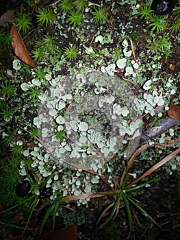 Nature in Wild forest in Romania