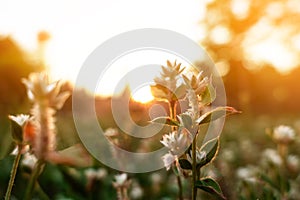 Nature wild meadow .vintage photo ,  and soft sunshine on morning sunlight background .nature concert . creative design
