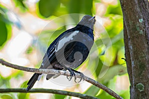 Nature wildlifd bird of Orintal Magpie-robin on perch