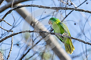 Nature wildlife bird of The blue-naped parrot