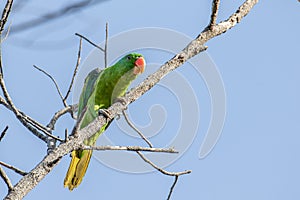 Nature wildlife bird of The blue-naped parrot also the blue-crowned green parrot in Nature habits