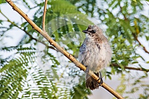 Nature wildlife bird ellow-vented bulbul on perch during morning