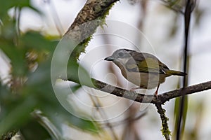 Nature wildlife bird known as Blyth's Shrike-Babbler (Pteruthius Aeralatus