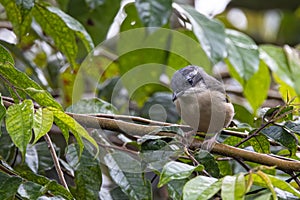 Nature wildlife bird known as Blyth's Shrike-Babbler (Pteruthius Aeralatus