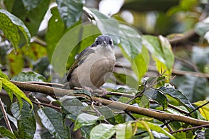 Nature wildlife bird known as Blyth's Shrike-Babbler (Pteruthius Aeralatus