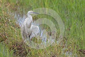 Nature wildlife of cattle egret bird on paddy field