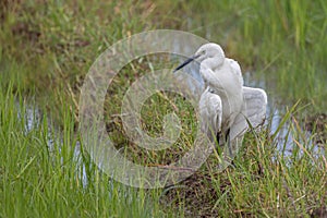 Nature wildlife of cattle egret bird on paddy field