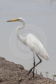 cattle egret bird on paddy field