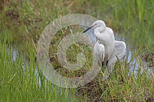 cattle egret bird on paddy field