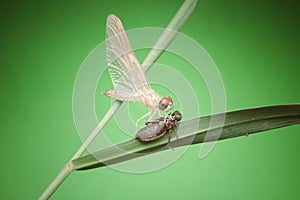 nature wildlife of dragonfly moulting over green background