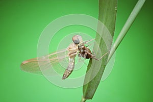 nature wildlife of dragonfly moulting over green background