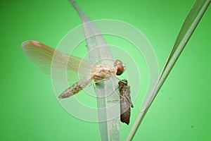 nature wildlife of dragonfly moulting over green background