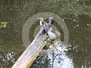 Nature and Wildlife in the Everglades National Park Florida