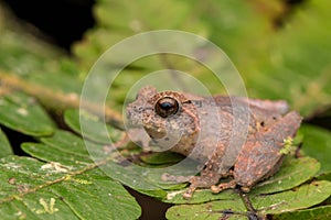 Nature wildlife frog on green leaf