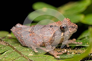 Nature wildlife frog on green leaf