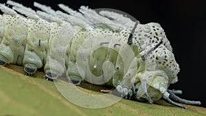 Nature wildlife image of Atlas moth caterpillar