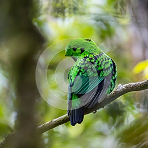 Nature wildlife image of Beautiful bird green broadbill perching on a branch. Whitehead's Broadbill bird endemic of Borneo