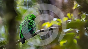 Nature wildlife image of Beautiful bird green broadbill perching on a branch. Whitehead's Broadbill bird endemic of Borneo