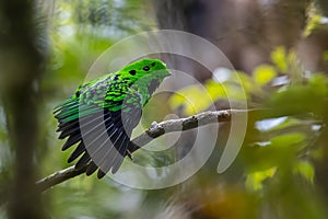 Nature wildlife image of Beautiful bird green broadbill perching on a branch. Whitehead's Broadbill bird endemic of Borneo