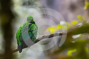 Nature wildlife image of Beautiful bird green broadbill perching on a branch. Whitehead's Broadbill bird endemic of Borneo