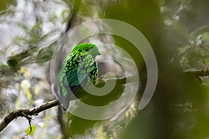 Nature wildlife image of Beautiful bird green broadbill perching on a branch. Whitehead's Broadbill bird endemic of Borneo