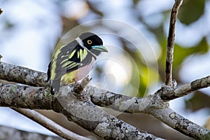 Nature wildlife image of Black-and-yellow broadbill Sabah, Borneo