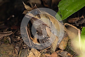 Nature wildlife image of The Bornean Horn Frog (Megophrys Nasuta