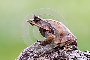Nature wildlife image of The Bornean Horn Frog photo