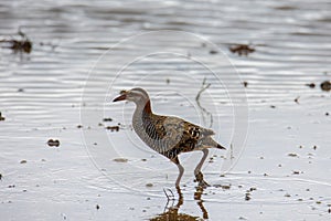 Naturaleza animales y plantas imagen admirador a rayas barandilla pájaro sobre el patricio 