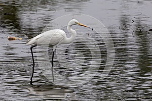 Nature wildlife image of cattle egret standing on lake