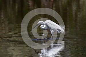 Nature wildlife image of Egret bird on wetland center in Kota Kinabalu, Sabah, Malaysia. Cattle egret bird Chilling