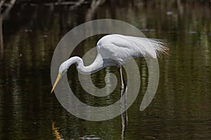 Nature wildlife image of Egret bird on wetland center in Kota Kinabalu, Sabah, Malaysia. Cattle egret bird Chilling