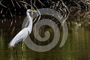 Nature wildlife image of Egret bird on wetland center in Kota Kinabalu, Sabah, Malaysia. Cattle egret bird Chilling