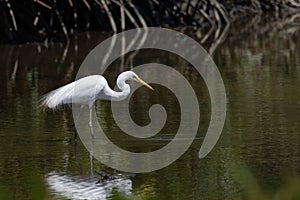 Nature wildlife image of Egret bird on wetland center in Kota Kinabalu, Sabah, Malaysia. Cattle egret bird Chilling