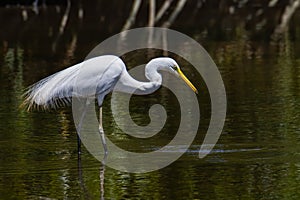 Nature wildlife image of Egret bird on wetland center in Kota Kinabalu, Sabah, Malaysia. Cattle egret bird Chilling