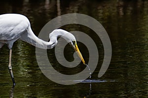 Nature wildlife image of Egret bird on wetland center in Kota Kinabalu, Sabah, Malaysia. Cattle egret bird Chilling