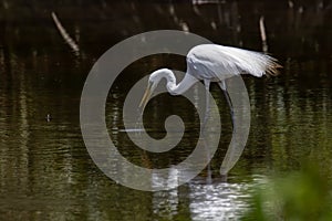 Nature wildlife image of Egret bird on wetland center in Kota Kinabalu, Sabah, Malaysia. Cattle egret bird Chilling