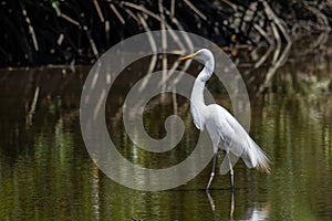 Nature wildlife image of Egret bird on wetland center in Kota Kinabalu, Sabah, Malaysia. Cattle egret bird Chilling