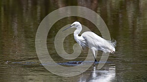 Nature wildlife image of Egret bird on wetland center in Kota Kinabalu, Sabah, Malaysia. Cattle egret bird Chilling