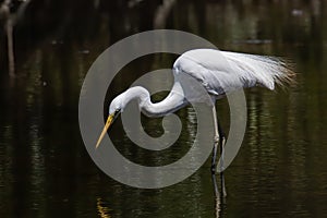 Nature wildlife image of Egret bird on wetland center in Kota Kinabalu, Sabah, Malaysia. Cattle egret bird Chilling