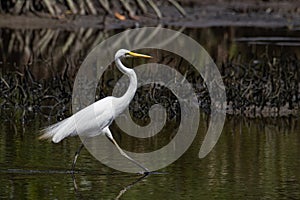 Nature wildlife image of Egret bird on wetland center in Kota Kinabalu, Sabah, Malaysia. Cattle egret bird Chilling