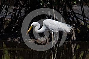 Nature wildlife image of Egret bird on wetland center in Kota Kinabalu, Sabah, Malaysia. Cattle egret bird Chilling