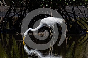 Nature wildlife image of Egret bird on wetland center in Kota Kinabalu, Sabah, Malaysia. Cattle egret bird Chilling